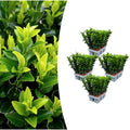4 x 6 pack Euonymus 'Green Spire' - Ø 7 cm - ↨ 15 cm