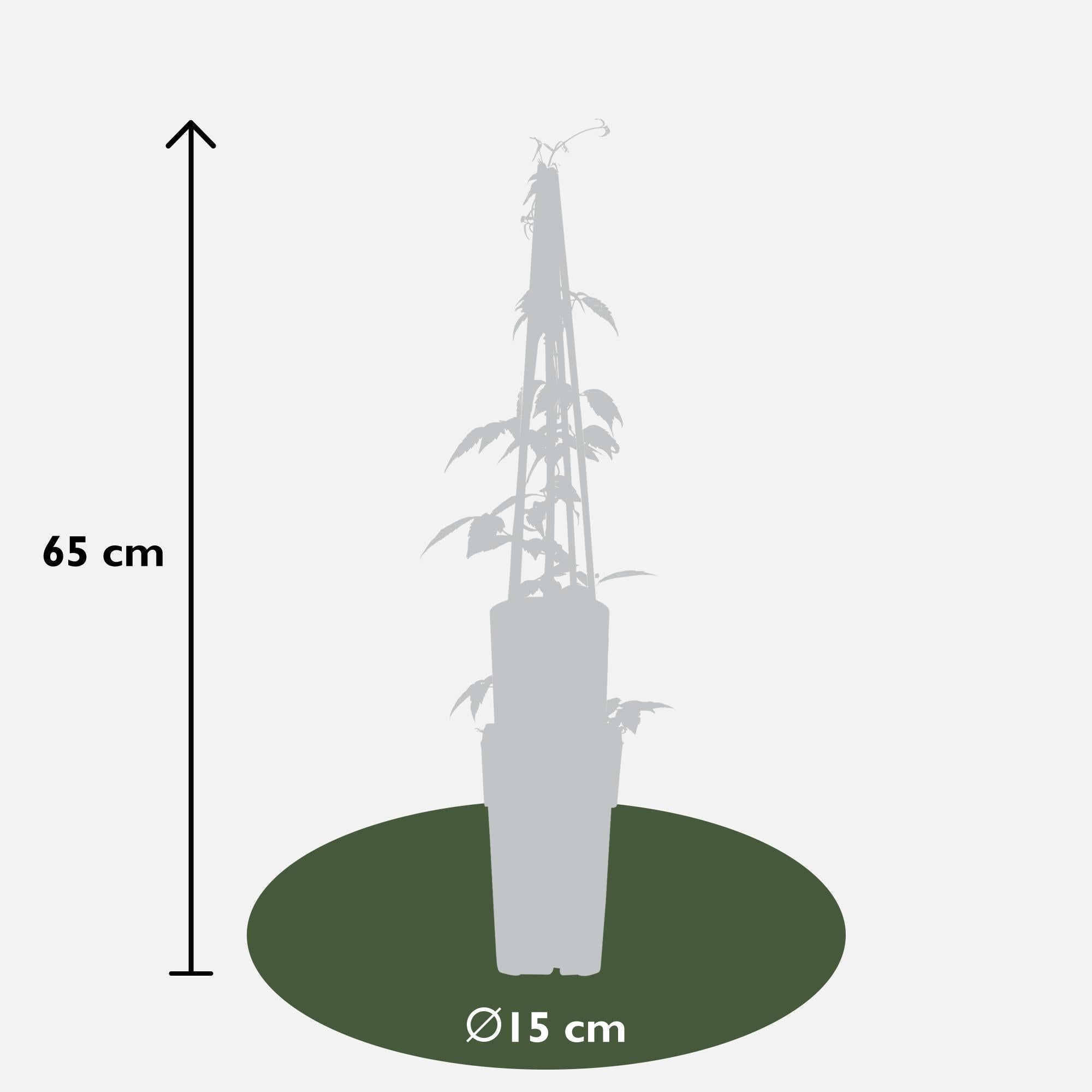 4x - Clematis Montana 'Grandiflora' - ↨65cm - Ø15
