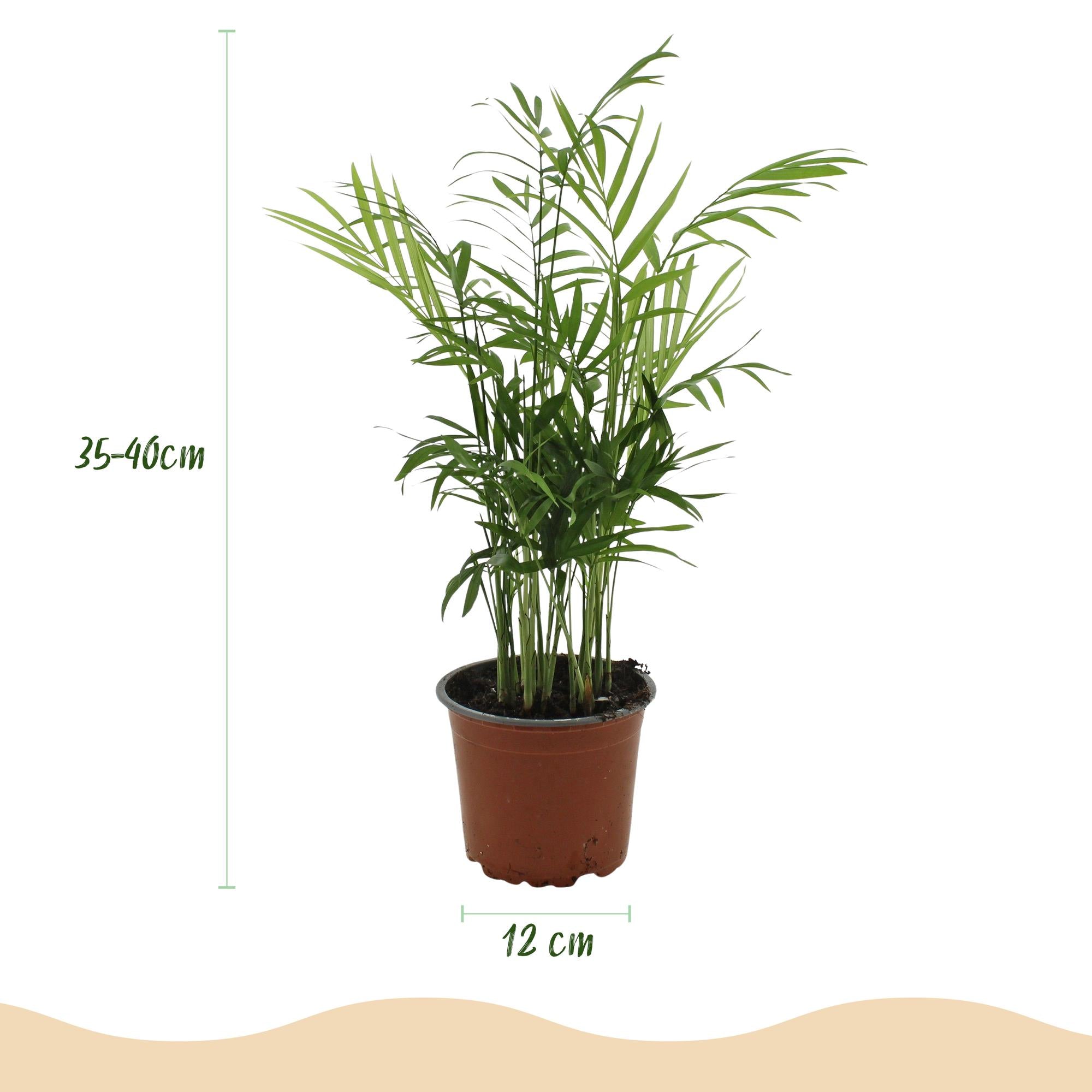 Green boutiQ - Kamerplant - Chamaedorea elegans - Goudpalm - Huisdiervriendelijk - Groen - 2 Planten - Pot 12cm - Hoogte 35-40cm