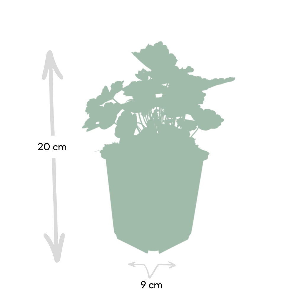 48x Heuchera mic. 'Palace Purple' - ↕10-25cm - Ø9cm