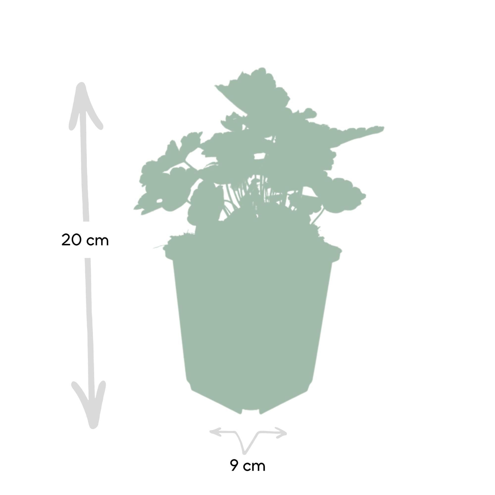48x Heuchera mic. 'Palace Purple' - ↕10-25cm - Ø9cm