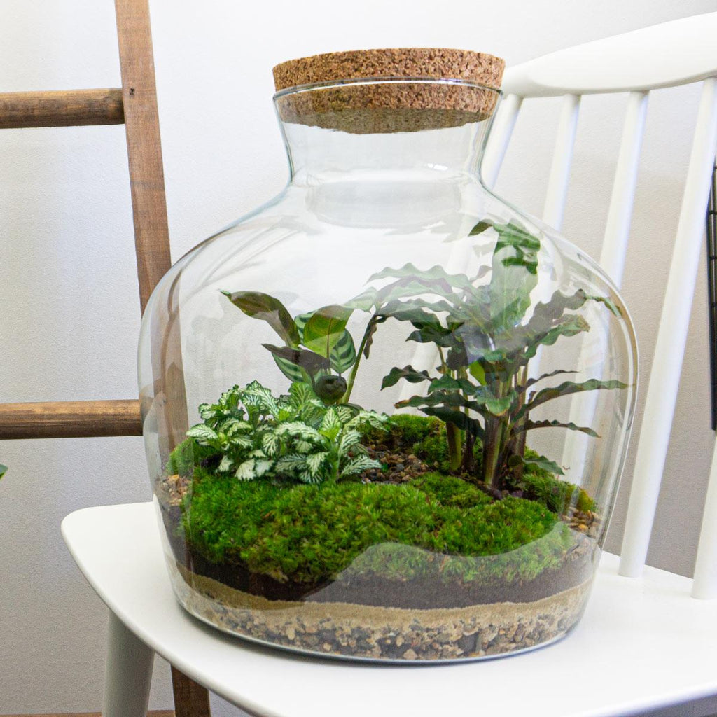 DIY Planten terrarium met licht -  Fat Joe - Ø 29 cm ↑ 30 cm - Rake + Shovel + Tweezer + Scissors