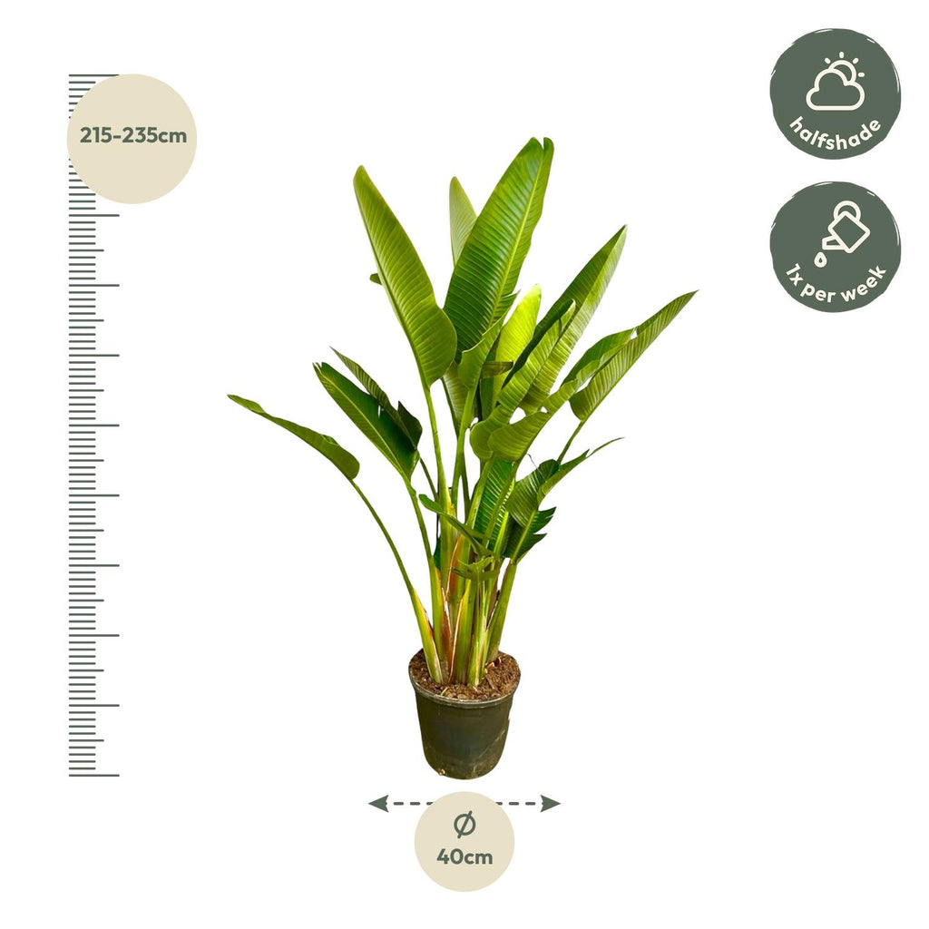 Strelitzia Augusta multi stam XXL - 225 cm - ø32