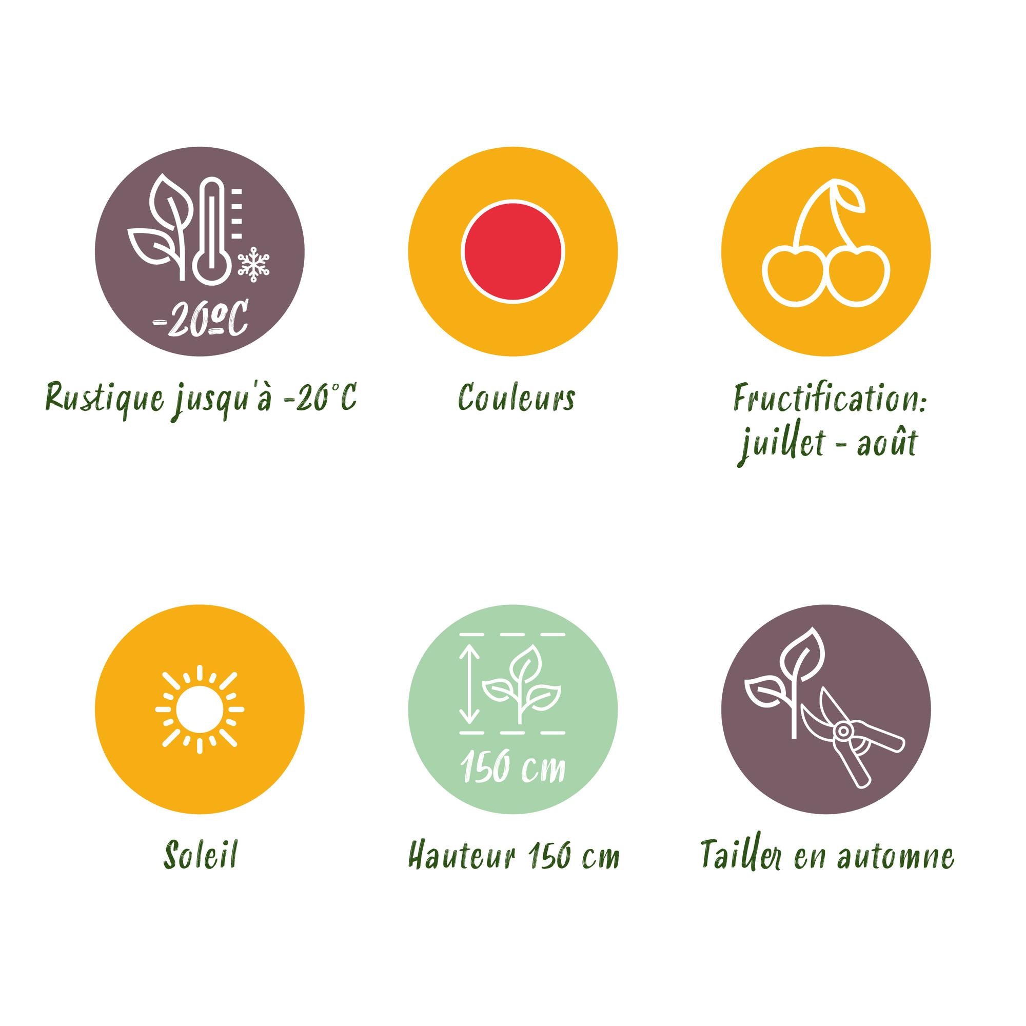 Green boutiQ - Fruitplanten - Japanse Wijnbes - Rubus Phoenicolasius - Winterhard - 6 Planten - Pot 9 cm - Rode Bes