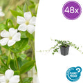 48x Vinca minor 'Alba' - ↕10-25cm - Ø9cm