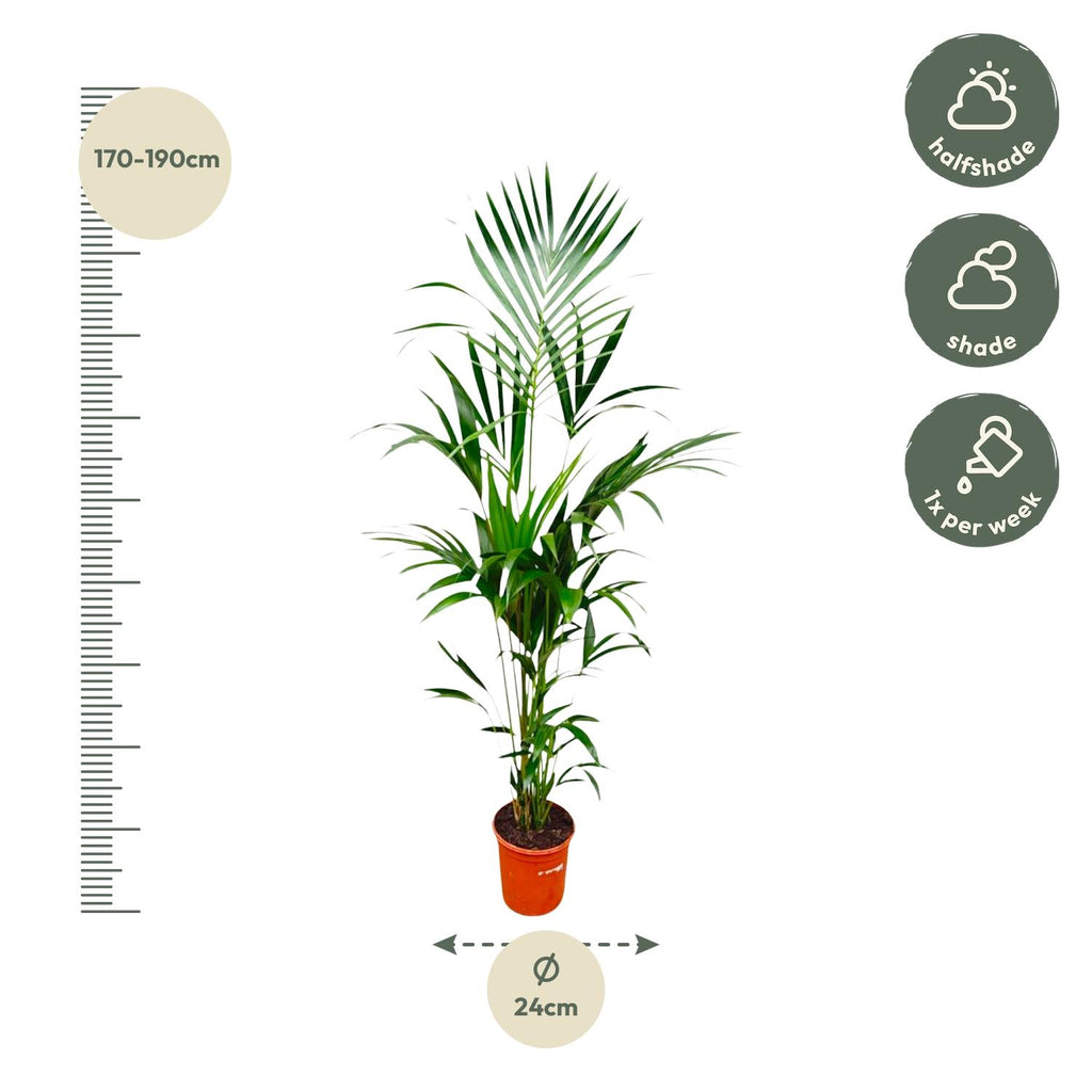 Kentia palm - 180cm - ⌀21 -24