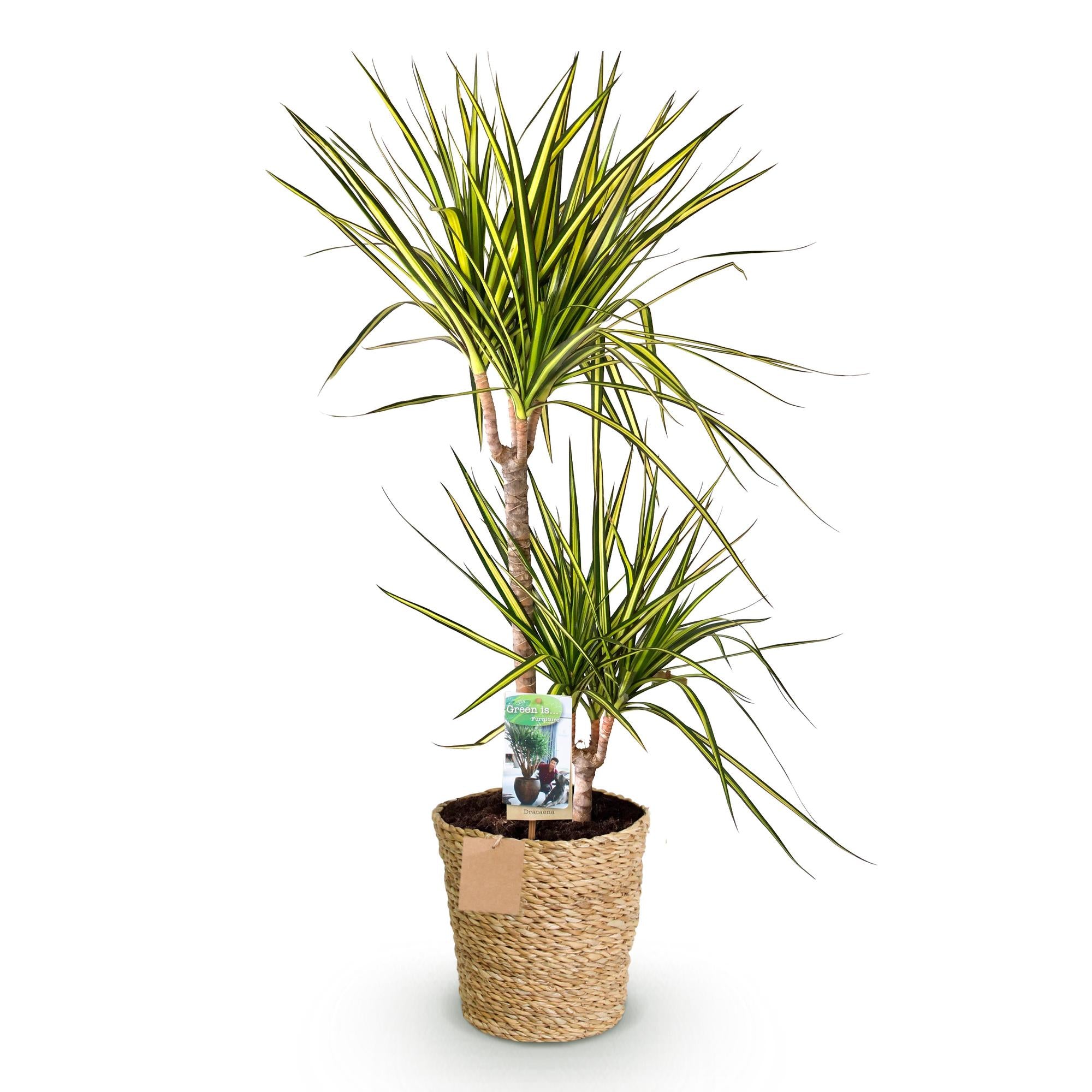 Green BoutiQ - Green is... Kamerplanten - Dracaena Sunray - Drakenbloedboom - Weinig onderhoud - met mand - Groen - 1 Plant - Pot 21cm - Hoogte 90-100cm