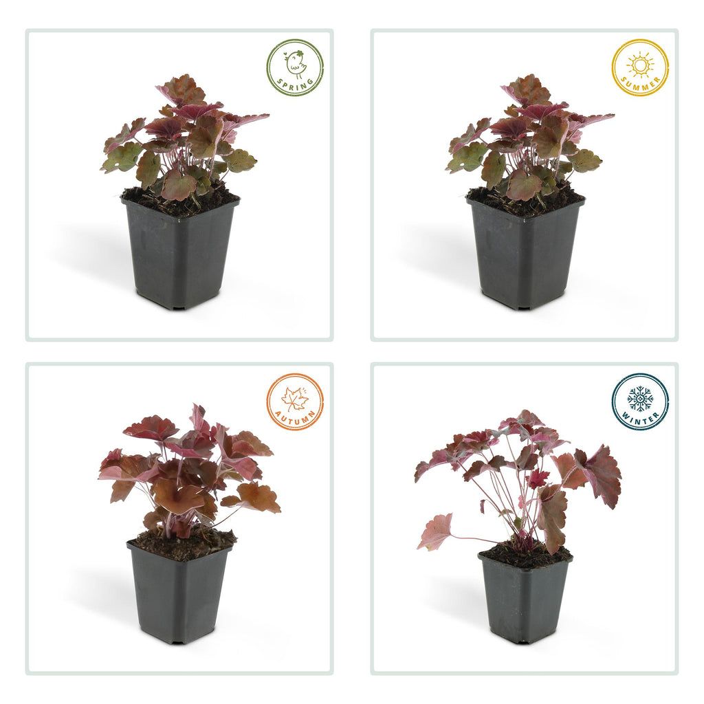 24x Heuchera mic. 'Palace Purple' - ↕10-25cm - Ø9cm