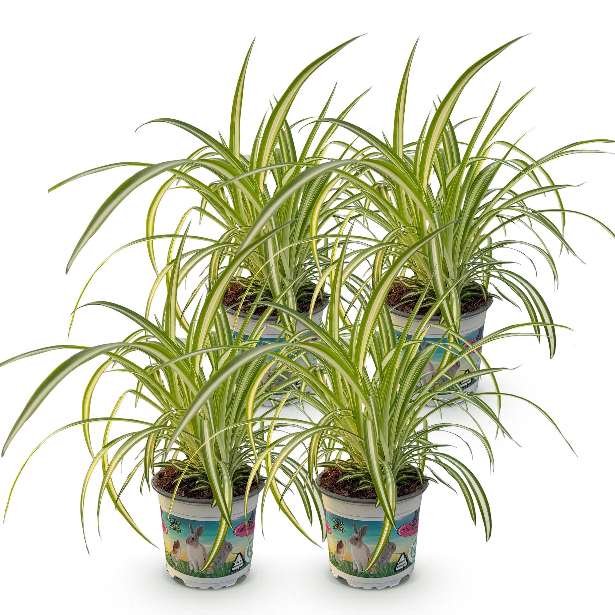 Green boutiQ - Kamerplant - Chlorophytum comosum Variegatum - Kattengras - Huisdiervriendelijk - Bont - 4 Planten - Pot 12cm - Hoogte 25-30cm