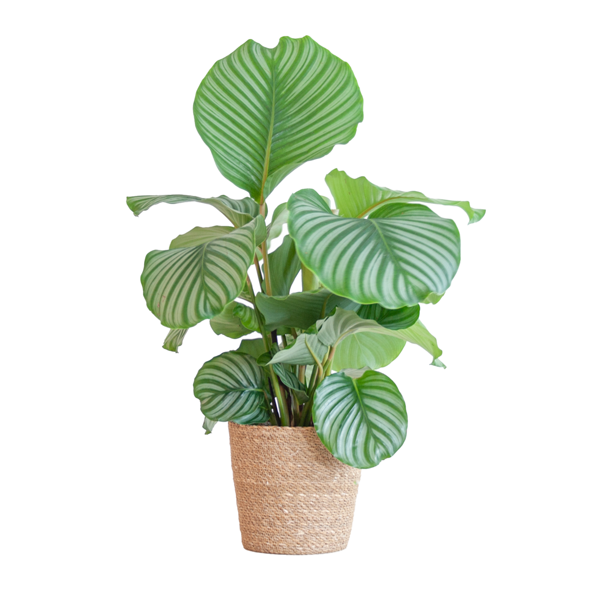 Calathea Orbifolia met Sofia mand naturel - 65cm - Ø21