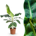 Green BoutiQ - Green is... Kamerplanten - Musa acuminata Dwarf Cavendisch - Bananenplant - Weinig onderhoud - Groen - 1 Plant - Pot 21cm - Hoogte 70-75cm