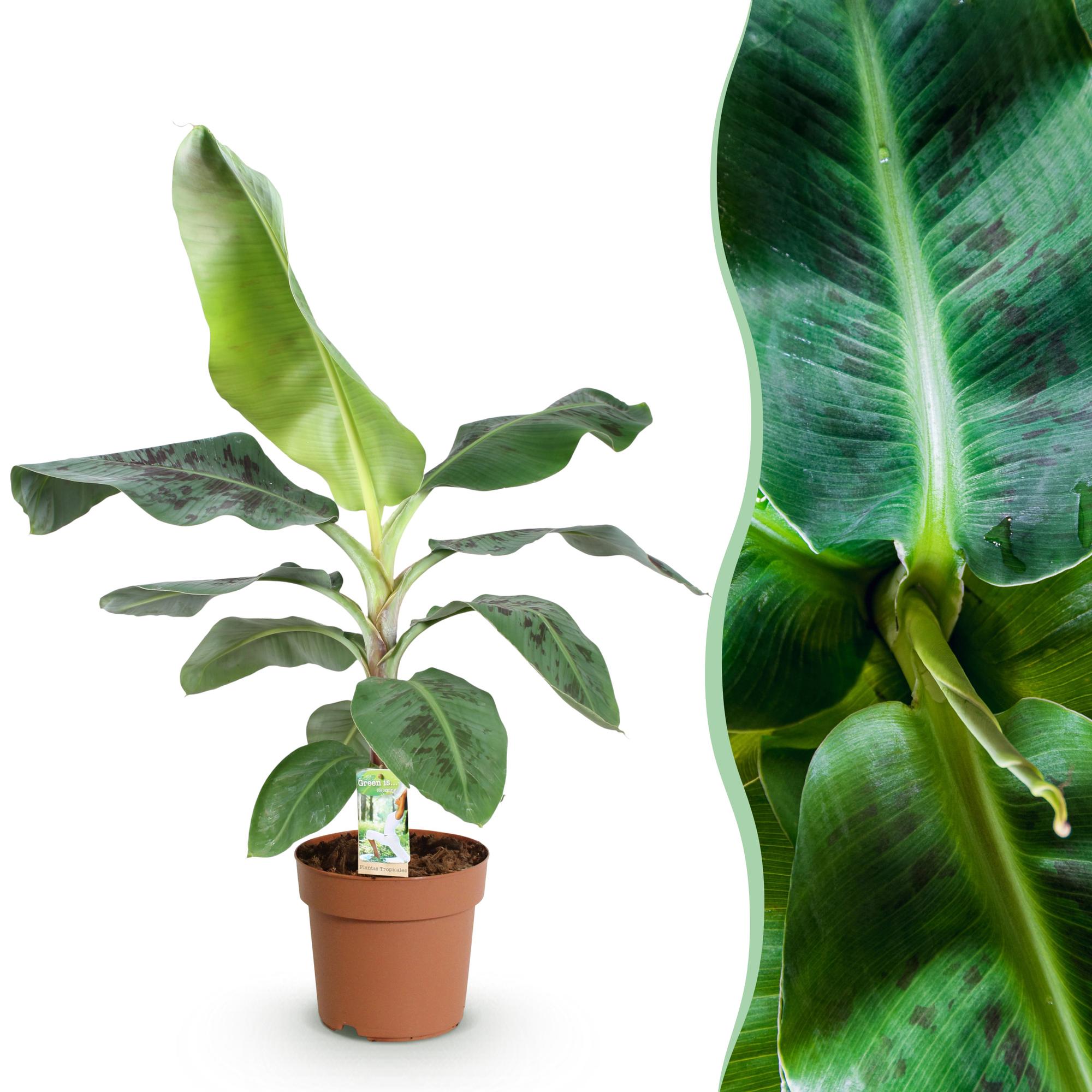 Green BoutiQ - Green is... Kamerplanten - Musa acuminata Dwarf Cavendisch - Bananenplant - Weinig onderhoud - Groen - 1 Plant - Pot 21cm - Hoogte 70-75cm