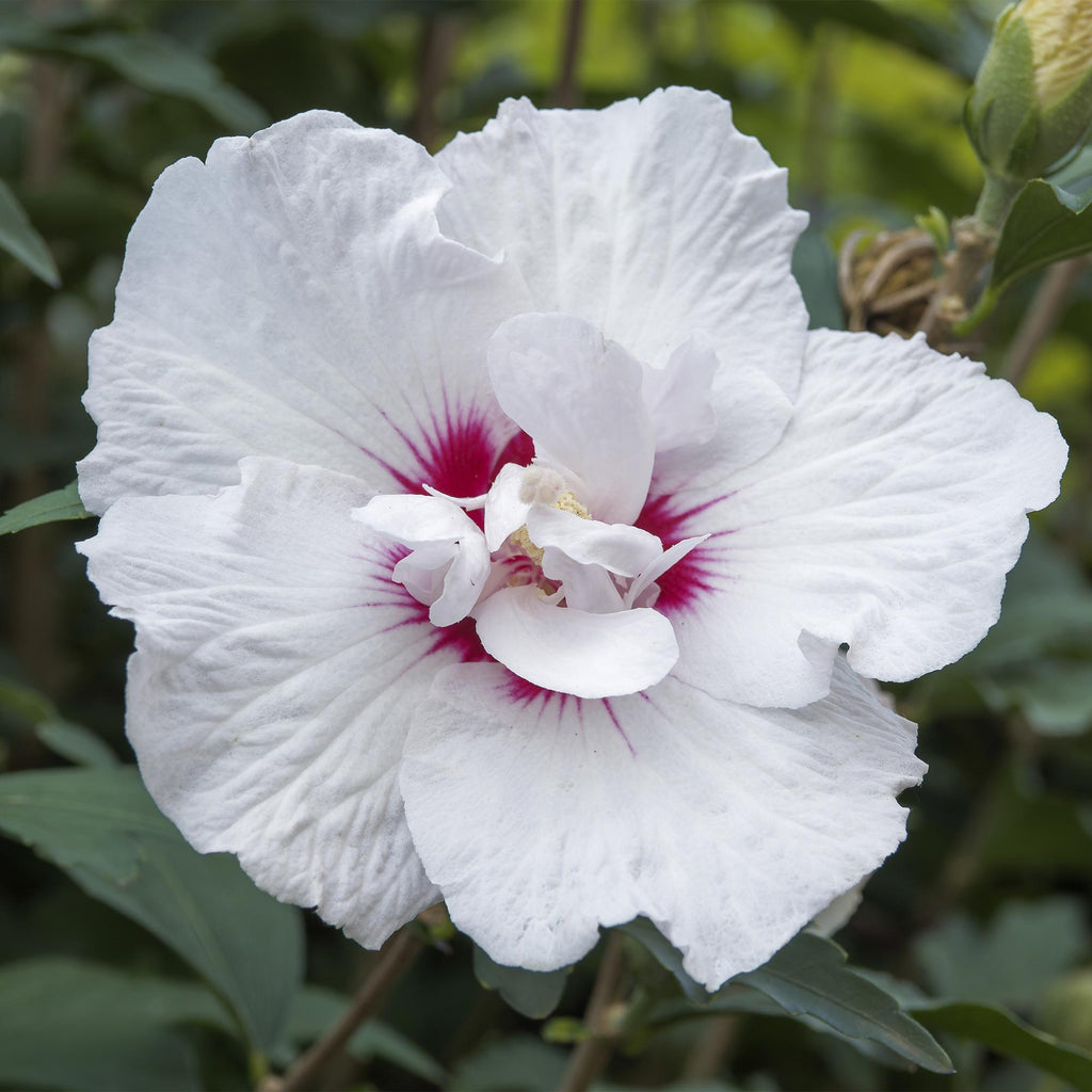 GreenboutiQ - Plante sur Tige - Hibiscus syriacus Starburst Chiffon® - Plante de Terrasse - Feuilles Caduques - Résistant à l'Hiver - Fleur Blanc-Rose - Pot 19cm Hauteur 90cm