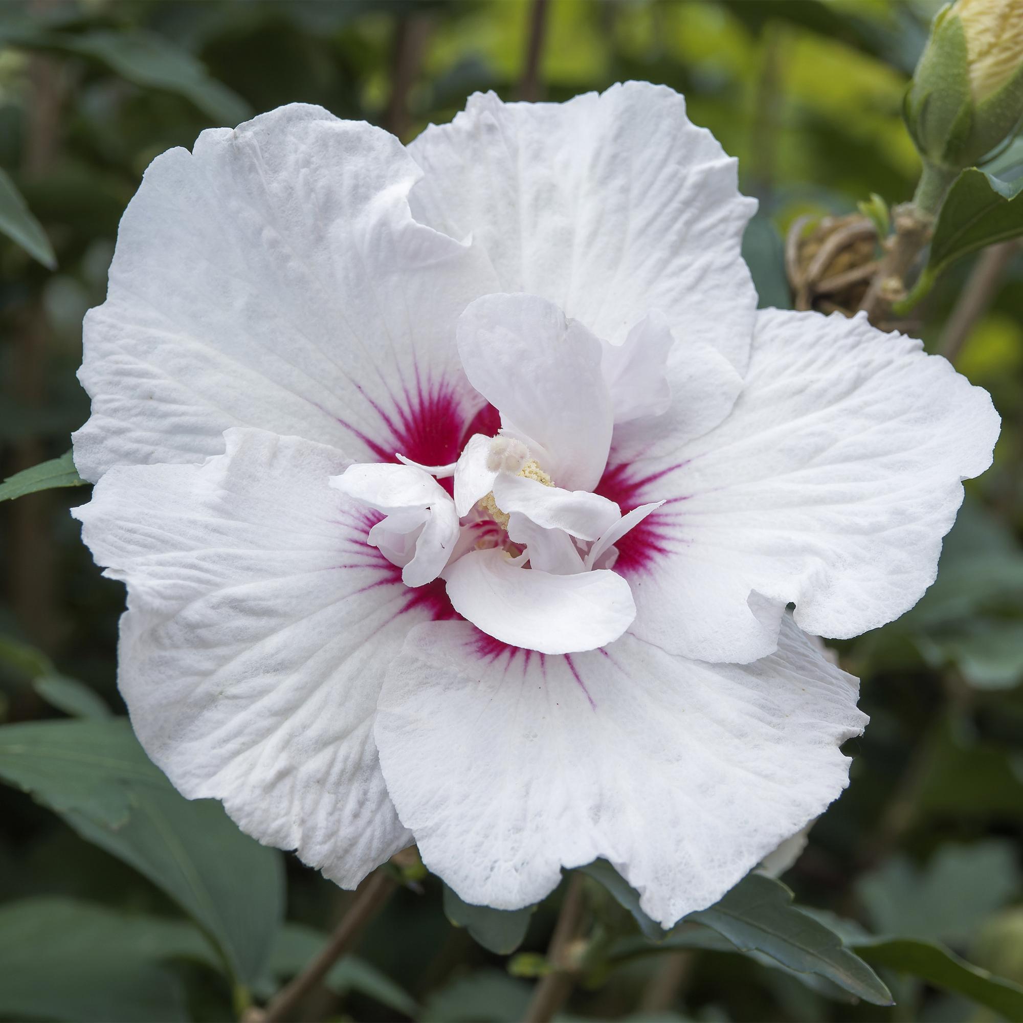 GreenboutiQ - Plante sur Tige - Hibiscus syriacus Starburst Chiffon® - Plante de Terrasse - Feuilles Caduques - Résistant à l'Hiver - Fleur Blanc-Rose - Pot 19cm Hauteur 90cm