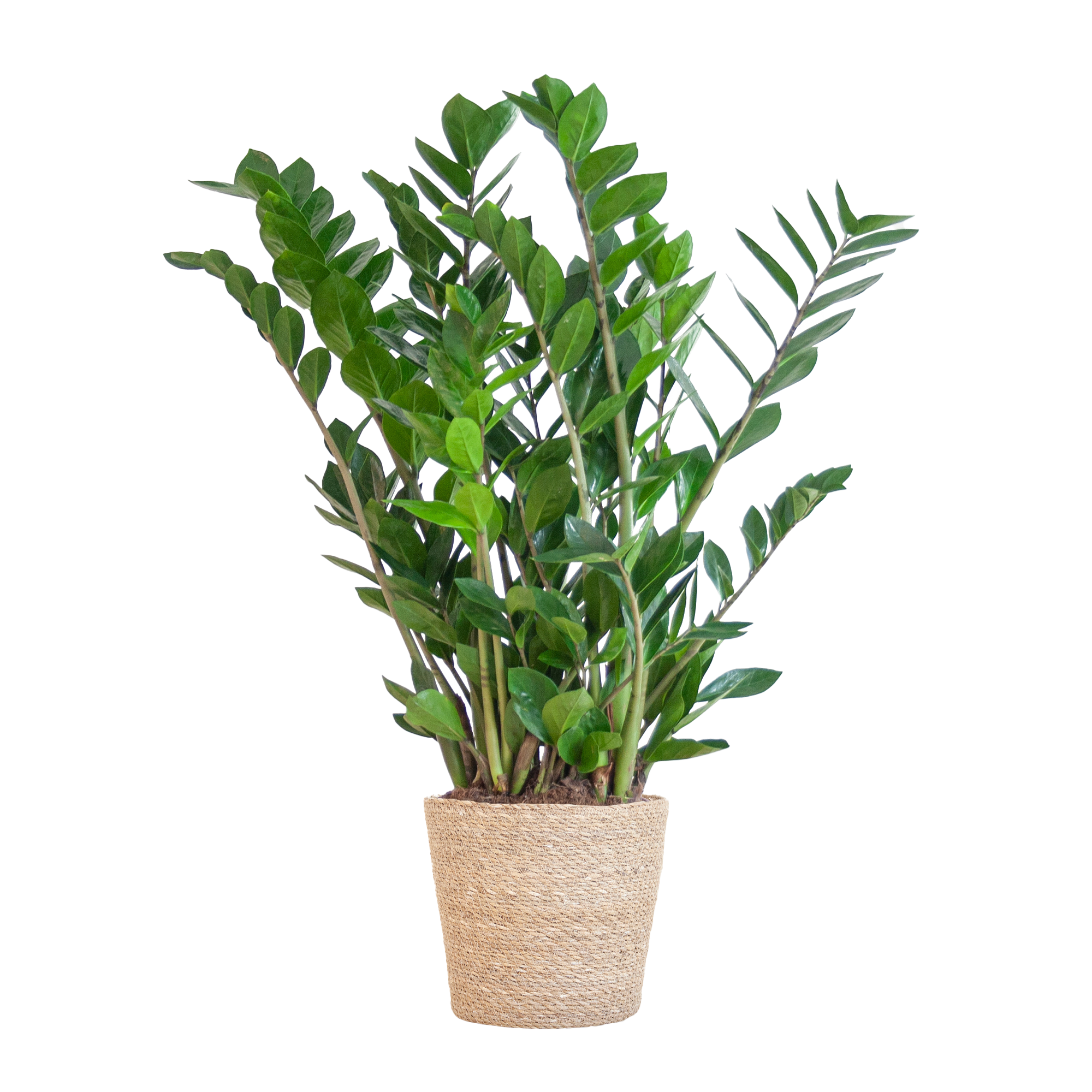 Zamioculcas Zamiifolia met Sofia mand naturel  - 80cm - Ø21