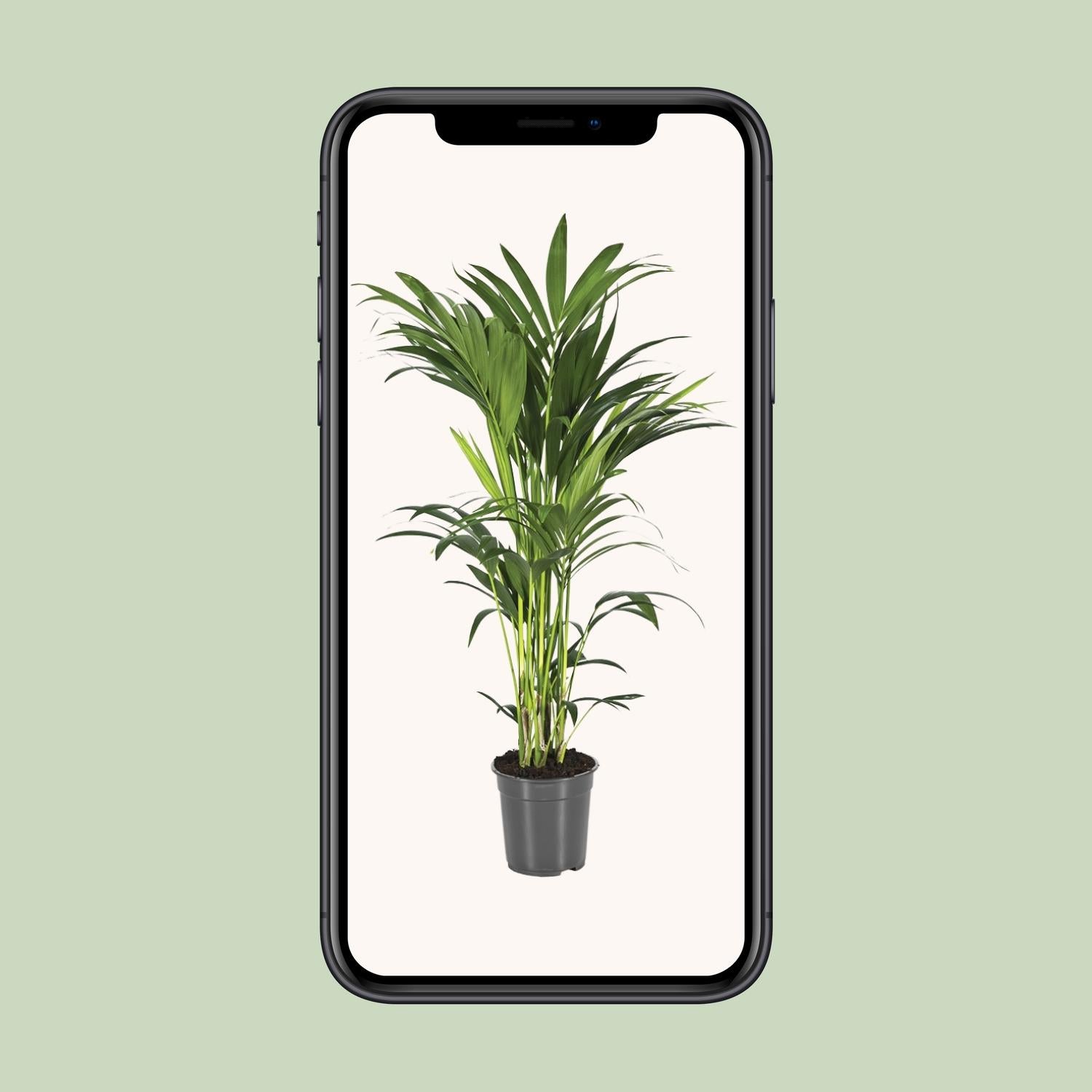 Howea Forsteriana - Ø21cm - ↕110cm