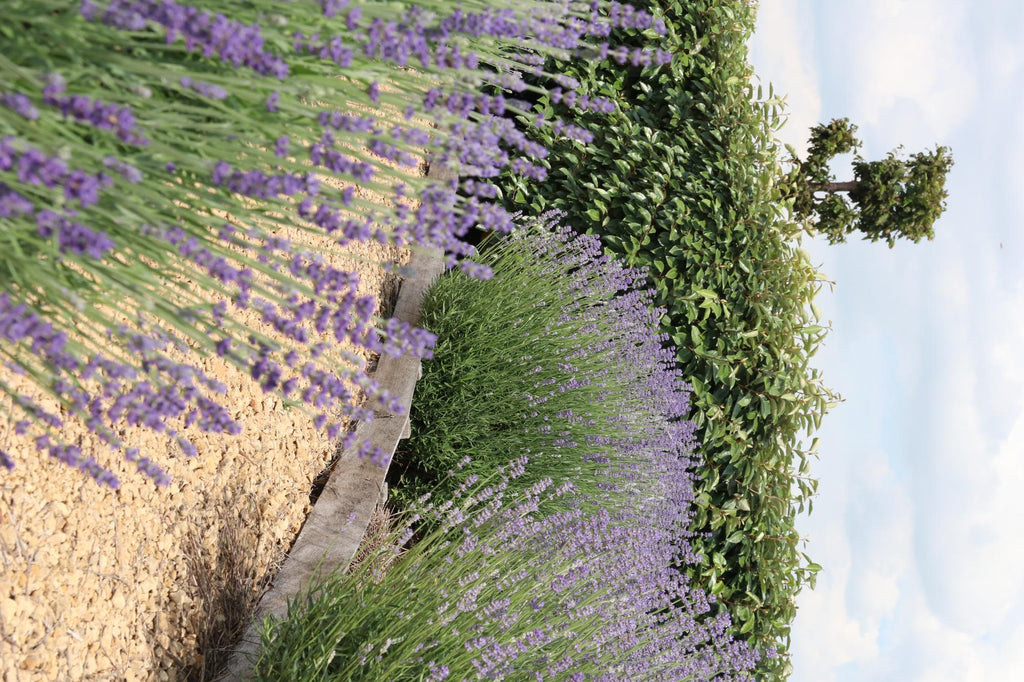 12 x 6 pack Lavendel angustifolia - Ø7 cm - ↕15 cm