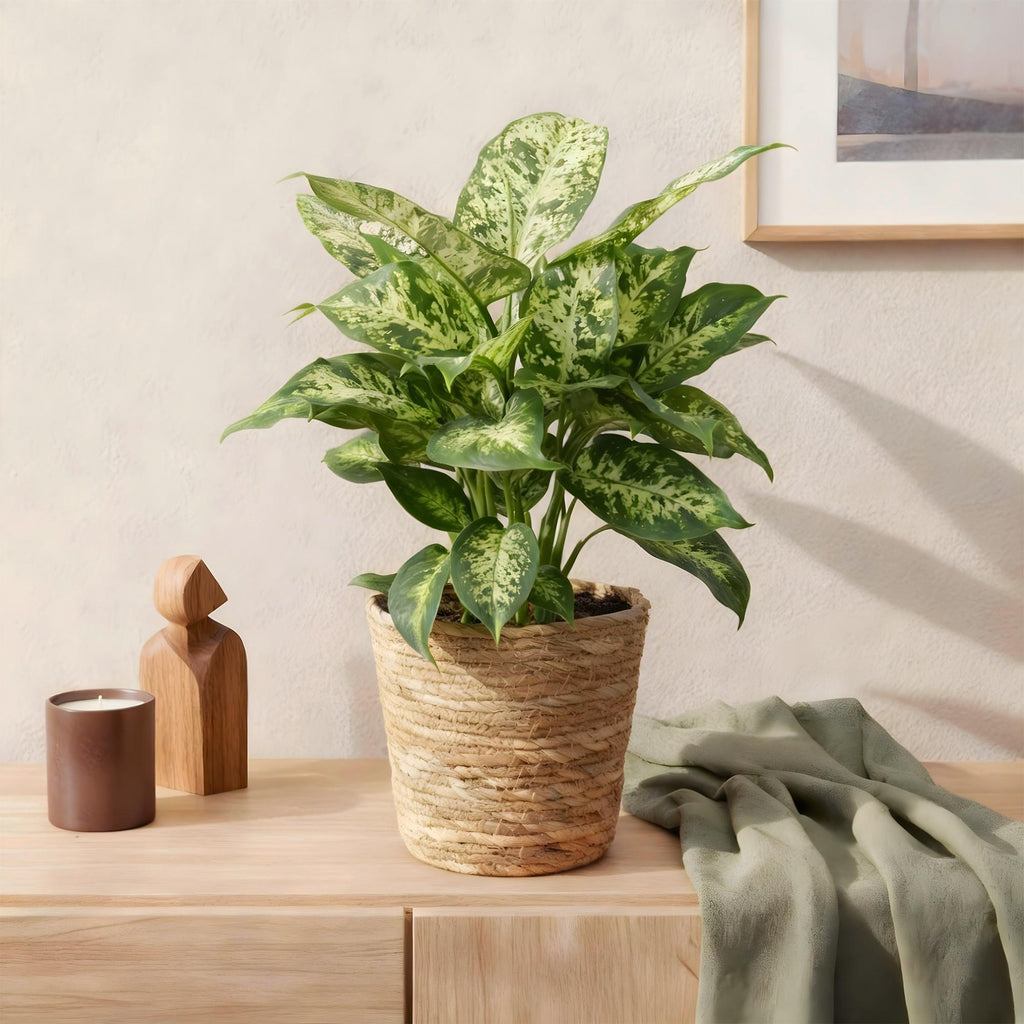 Green BoutiQ - Green is... Kamerplanten - Diefenbachia Compacta - Dieffenbachia - Weinig onderhoud - Groen - 2 Planten - Pot 17cm - Hoogte 45-50cm