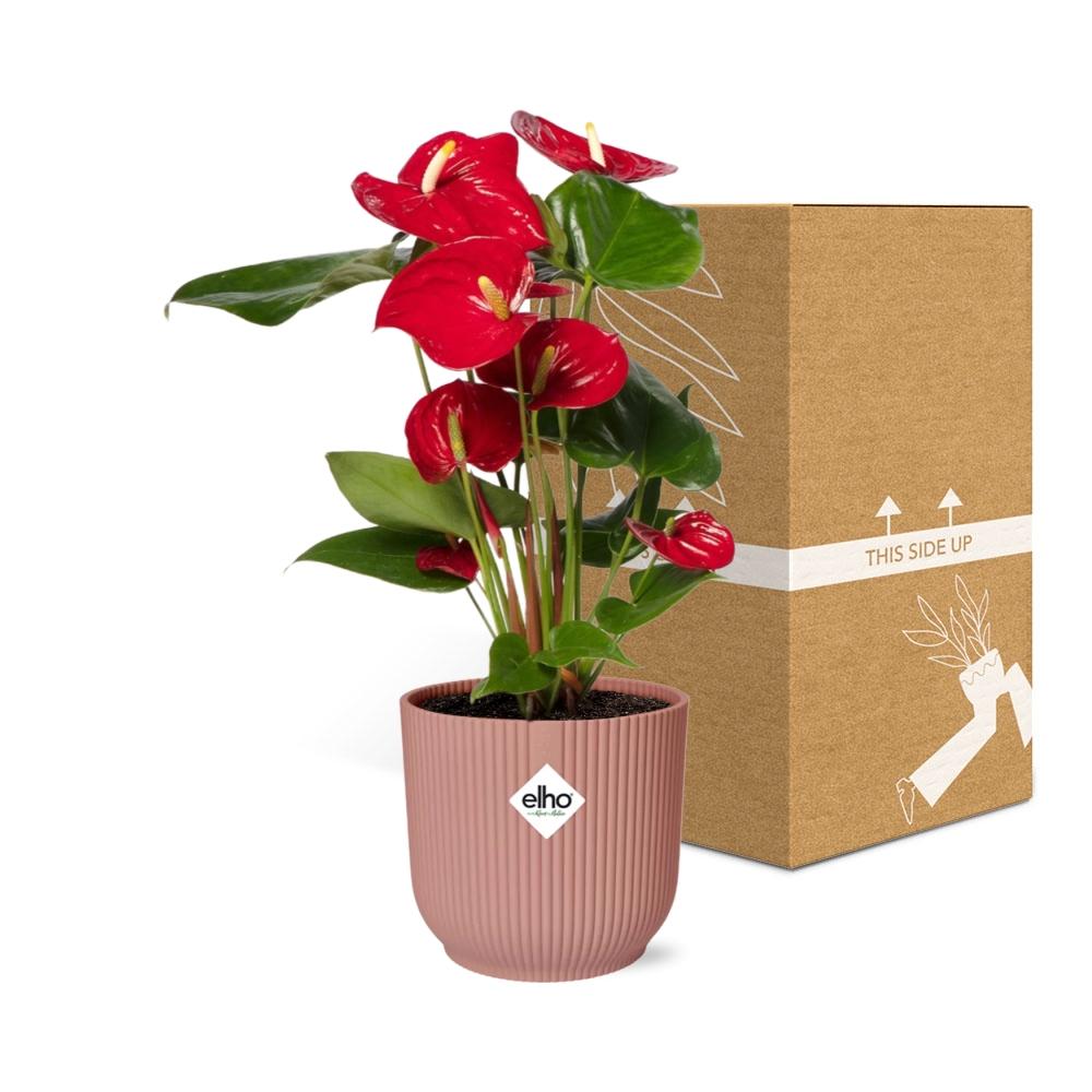 Anthurium Red 12cm in ELHO Vibes Fold 14cm roze