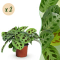 Green boutiQ - Kamerplant - Maranta Fascinator Kerchoveana - Gebedsplant - Huisdiervriendelijk - Groen - 2 Planten - Pot 12cm - Hoogte 30-35cm