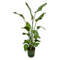 Strelitzia Nicolai inclusief elho Greenville Round groen - 170 cm - Ø30