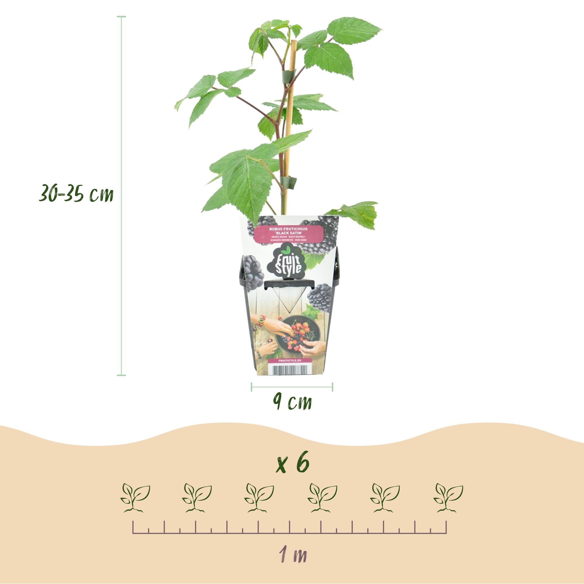 Green boutiQ - Fruitplanten - Braam - Rubus Black Satin - Winterhard - 6 Planten - Pot 9 cm - Zwarte Braam
