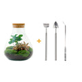 DIY terrarium - Sammie Coffea Red - Ø 22,5 cm ↑ 27 cm - Rake + Shovel + Tweezer