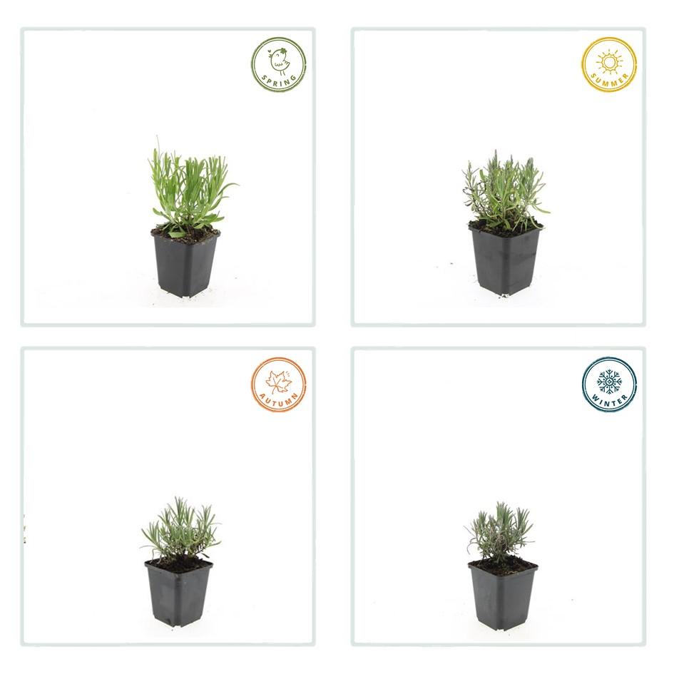 48x Lavandula ang. 'Munstead' - ↕10-25cm - Ø9cm