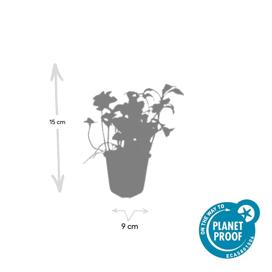 12x Pachysandra term. 'Green Sheen' - ↕10-25cm - Ø9cm