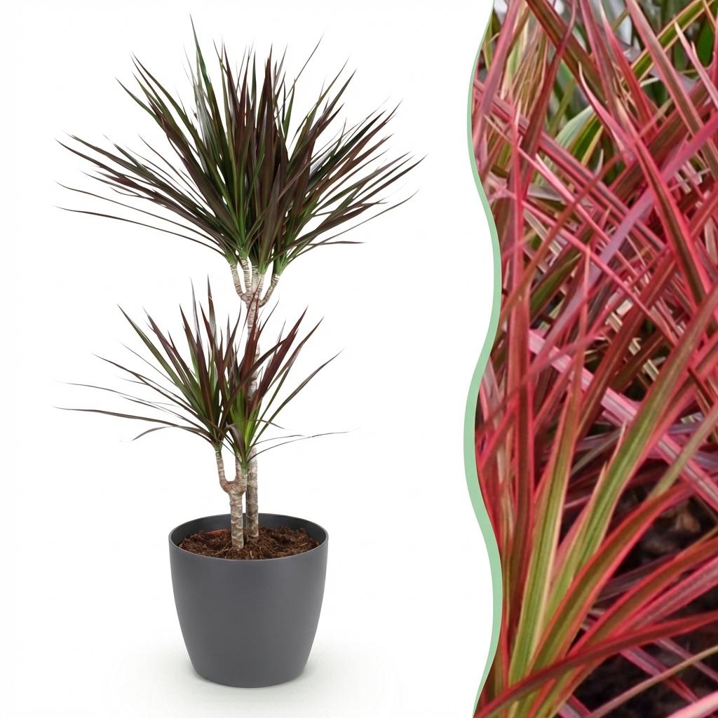 Green BoutiQ - Kamerplanten - Dracaena Magenta - Drakenbloedboom - Weinig onderhoud - Groen - 1 Plant - met Potter Grijs - Pot 21cm - Hoogte 90-100cm