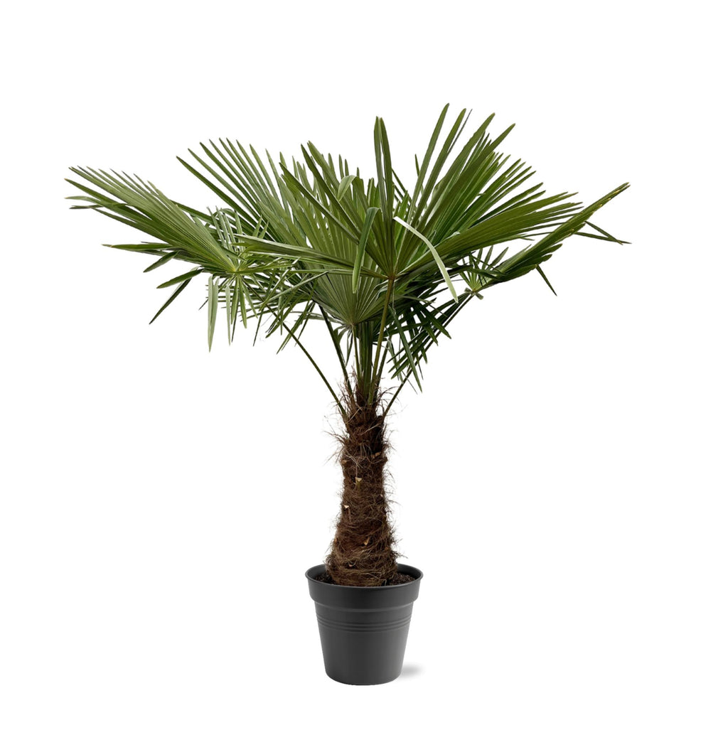 Trachycarpus Fortuneii - 220 - 240cm - Ø45