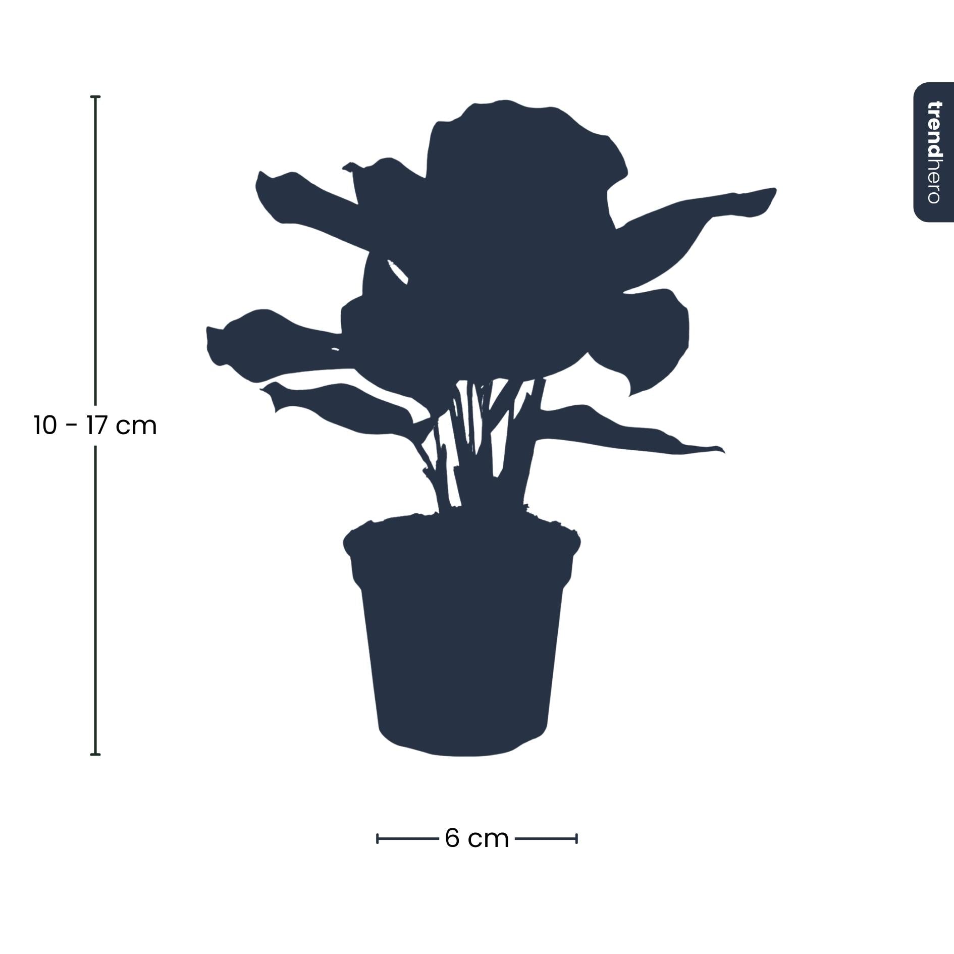 Calathea Makoyana - Pauwenplant - Terrarium plant - Potmaat 6