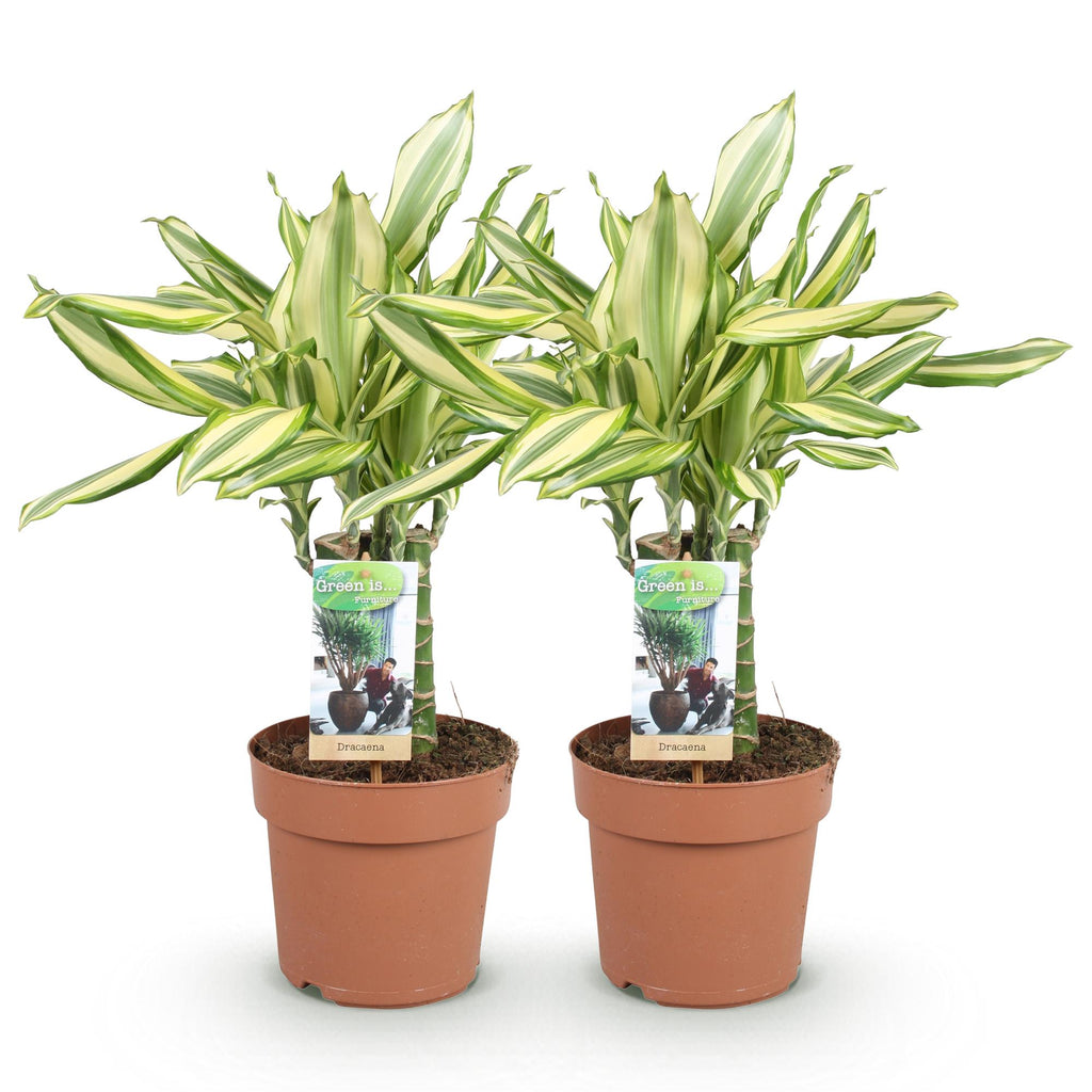 Green BoutiQ - Green is... Kamerplanten - Dracaena fragrans Diamond Dream - Drakenbloedboom - Weinig onderhoud - Groen - 2 Planten - Pot 17cm - Hoogte 50-55cm