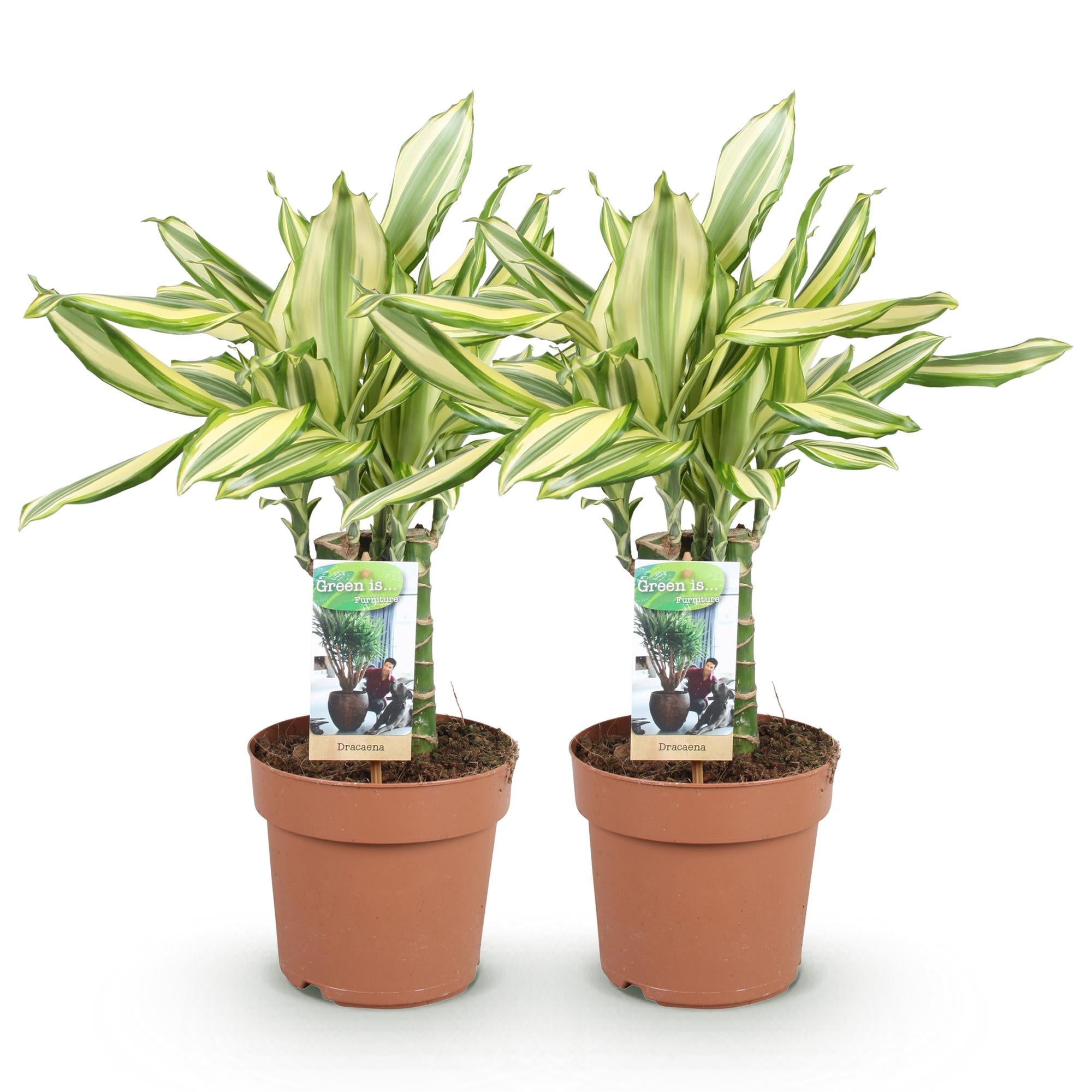 Green BoutiQ - Green is... Kamerplanten - Dracaena fragrans Diamond Dream - Drakenbloedboom - Weinig onderhoud - Groen - 2 Planten - Pot 17cm - Hoogte 50-55cm