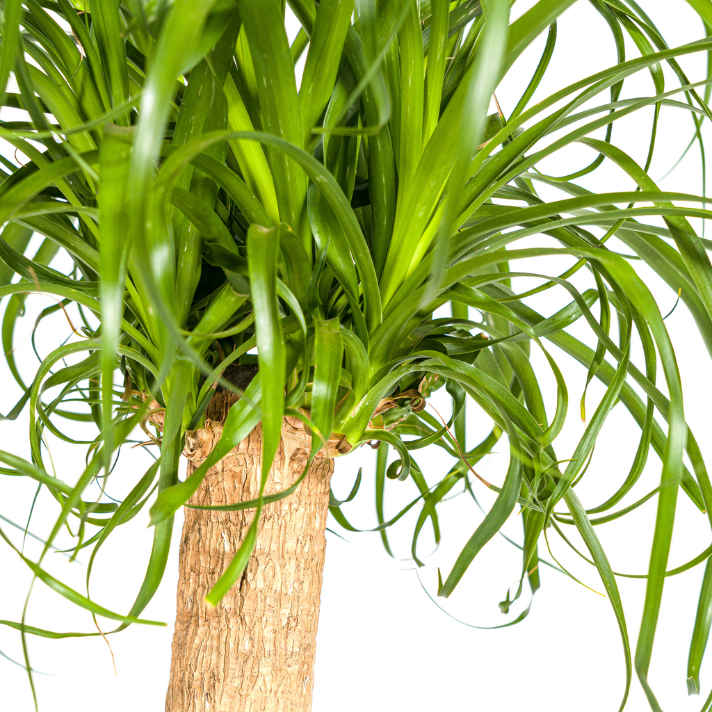Beaucarnea Recurvata Stam met mand Ø24cm - ↕80 - 100cm