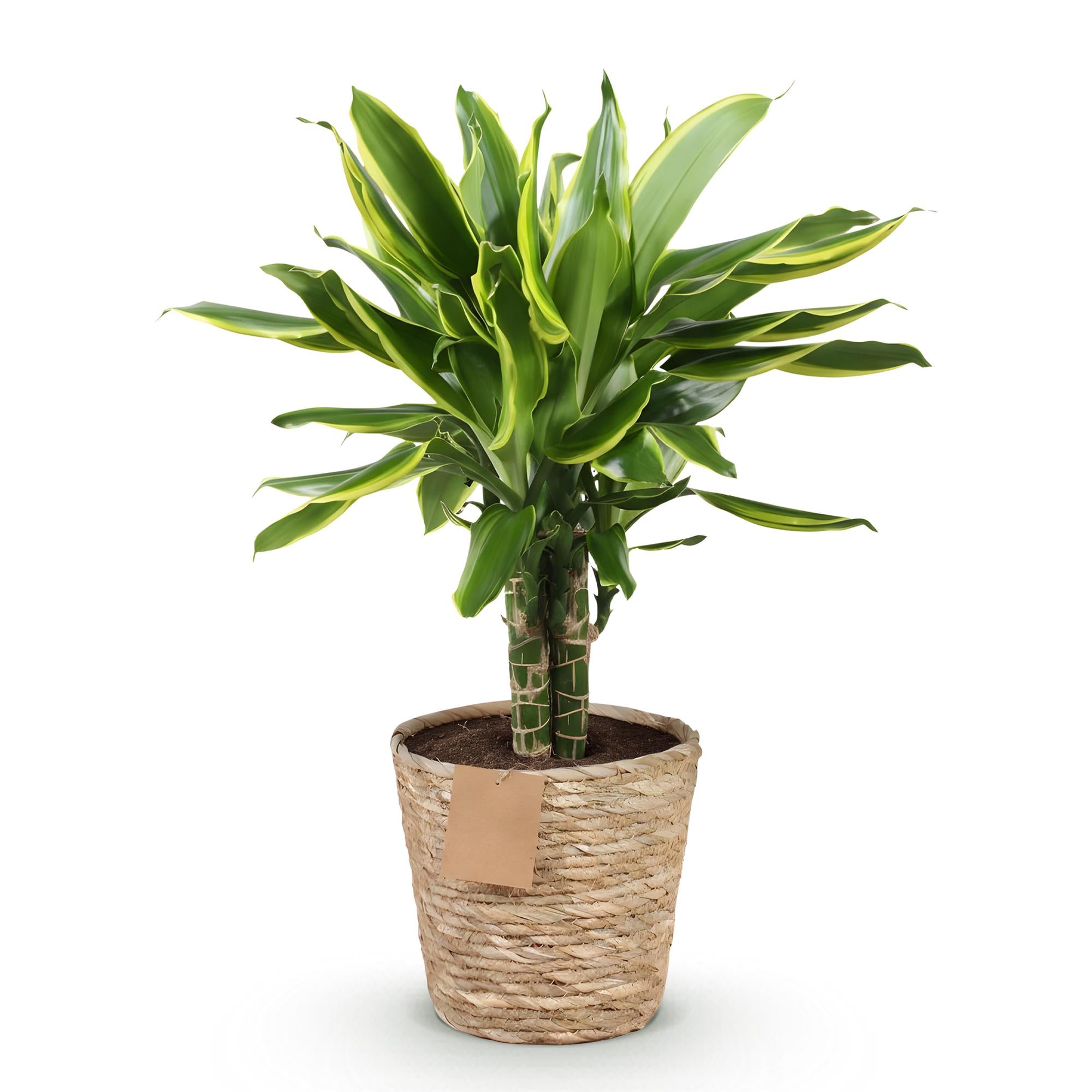 Green BoutiQ - Green is... Kamerplanten - Dracaena fragrans Golden Coast - Drakenbloedboom - Weinig onderhoud - met mand - Groen - 1 Plant - Pot 17cm - Hoogte 50-55cm