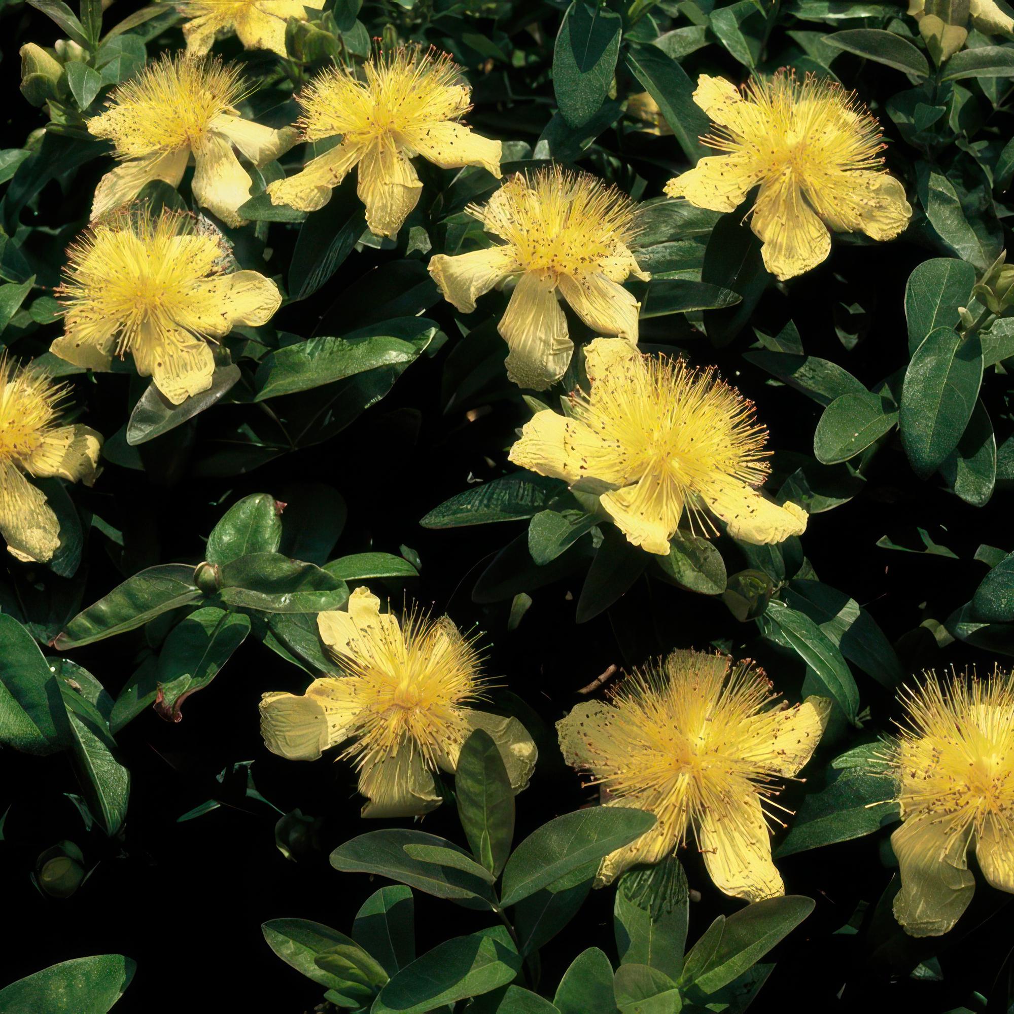 48x Hypericum calycinum - ↕10-25cm - Ø9cm