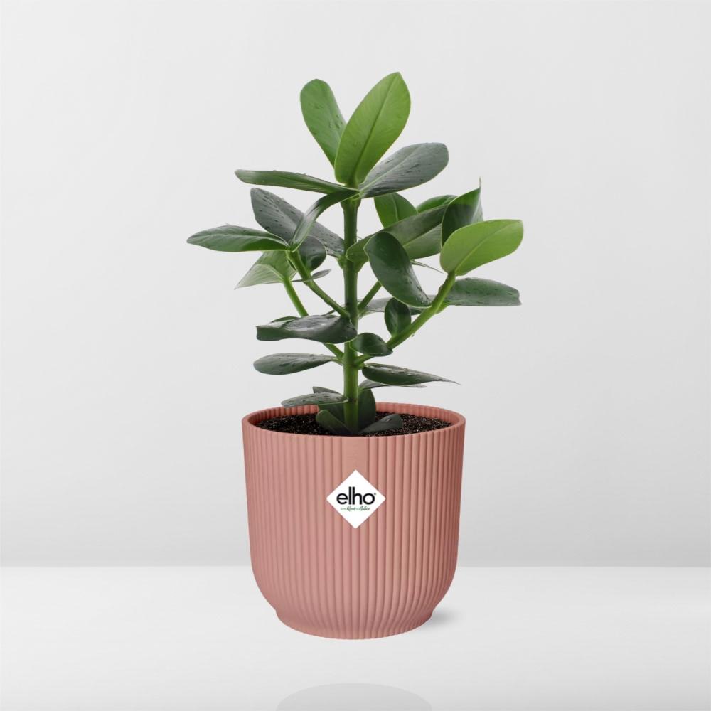 Clusia Princess in ELHO Vibes Fold 14cm roze