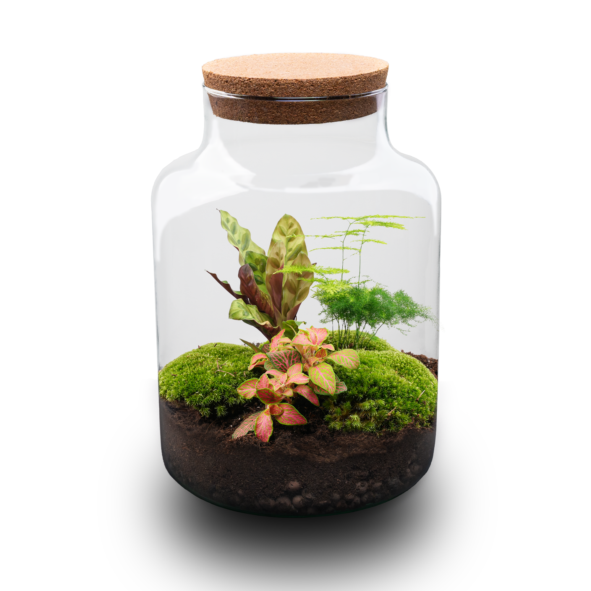 DIY Planten terrarium met licht - Milky - Ø 21 cm ↑ 30 cm - No tools