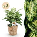 Green BoutiQ - Green is... Kamerplanten - Diefenbachia Compacta - Dieffenbachia - Weinig onderhoud - met mand - Groen - 2 Planten - Pot 17cm - Hoogte 45-50cm
