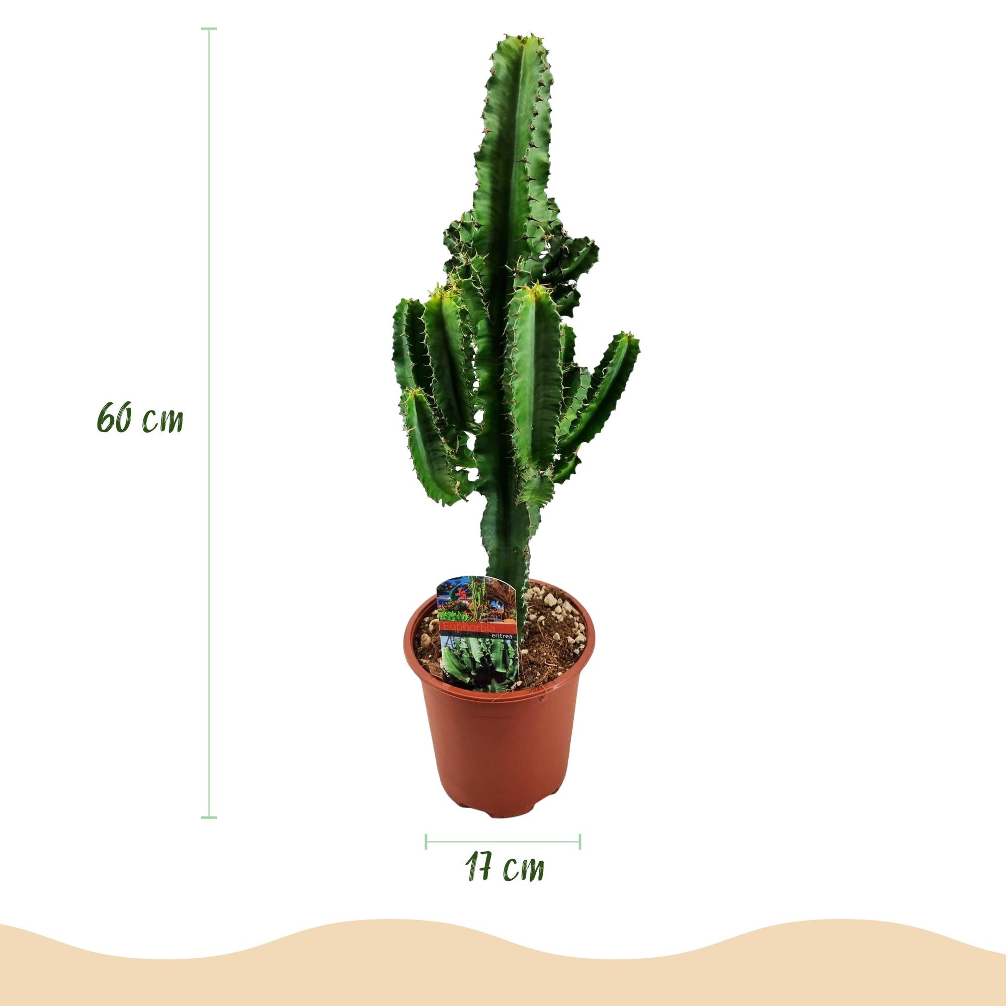 Green boutiQ - Kamerplant - Euphorbia eritrea - Afrikaanse melkboom - Weinig onderhoud - Groen - 1 - Pot 17cm - Hoogte 60cm
