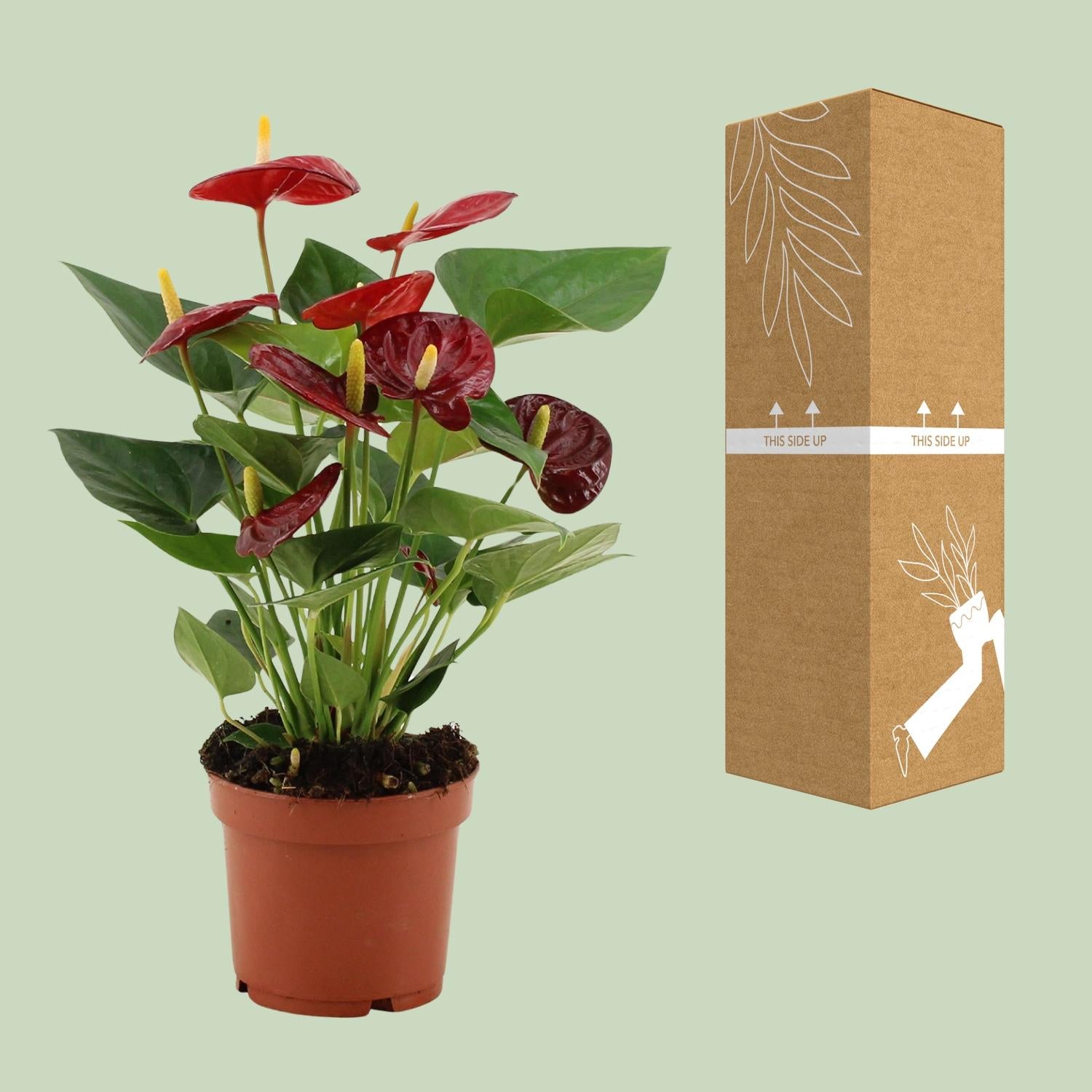Anthurium Calon In Transparant Sleeve - Ø12cm - ↕36cm