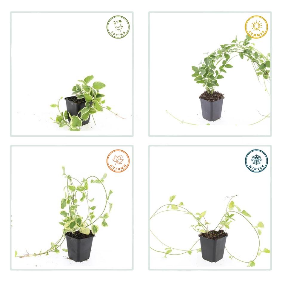 20x Vinca major 'Variegata' - ↕10-25cm - Ø9cm