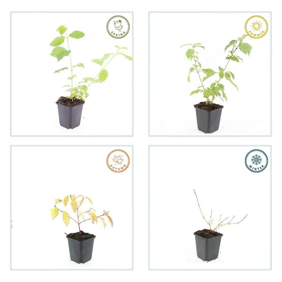 24x Cornus sang. 'Anny's Winter Orange' - ↕10-25cm - Ø9cm