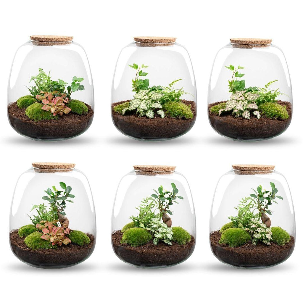 Planten terrarium - Emma - DIY kit - ↑ 25 cm - Ø 23 cm - Hedera White