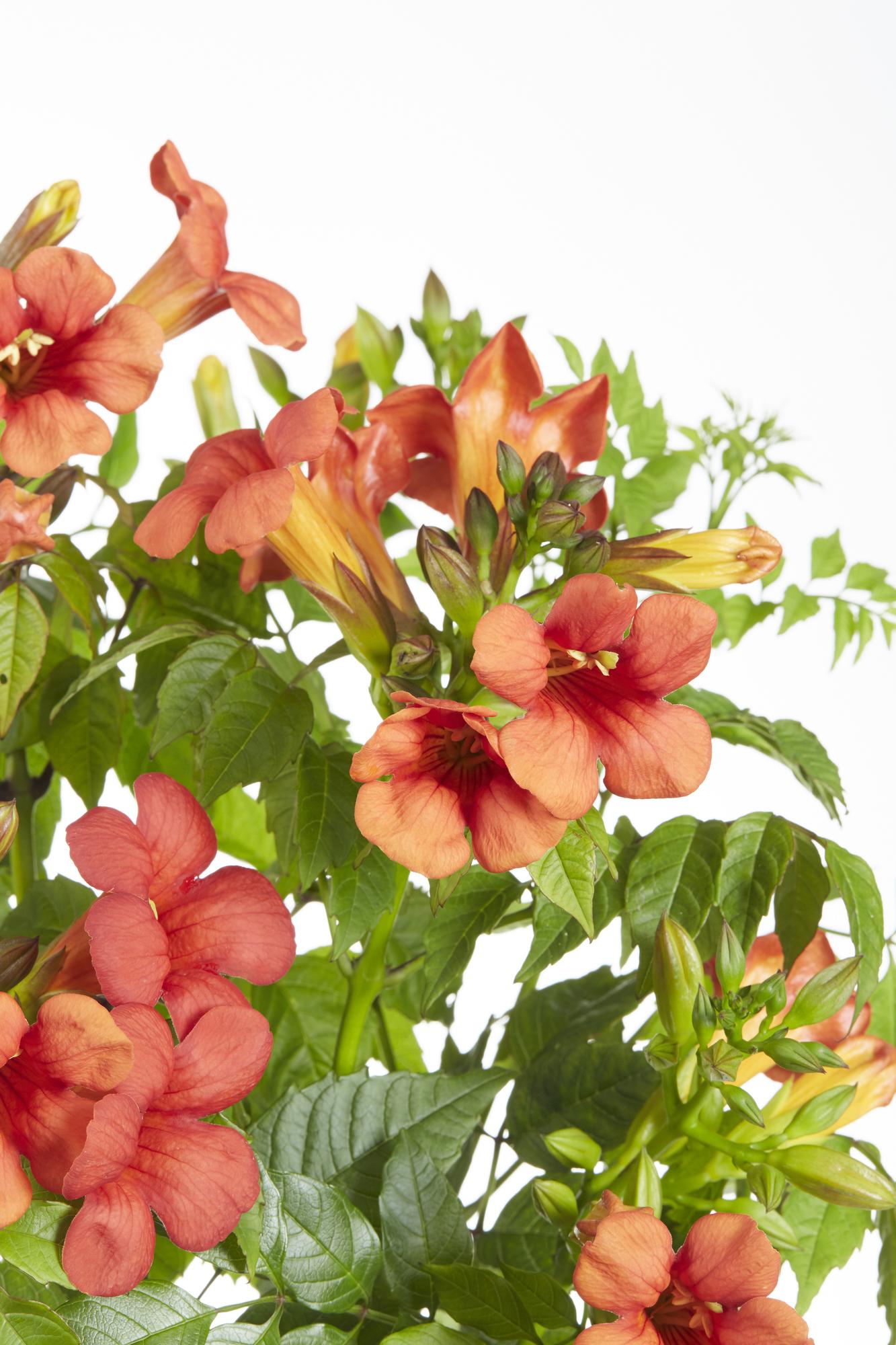 2x - Campsis Summer Jazz 'Fire Trumpet' - ↨65cm - Ø15