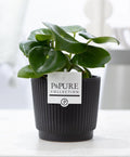 Peperomia Raindrop In P&PURE Liv Ceramics Matt Black - Ø12cm - ↕25cm