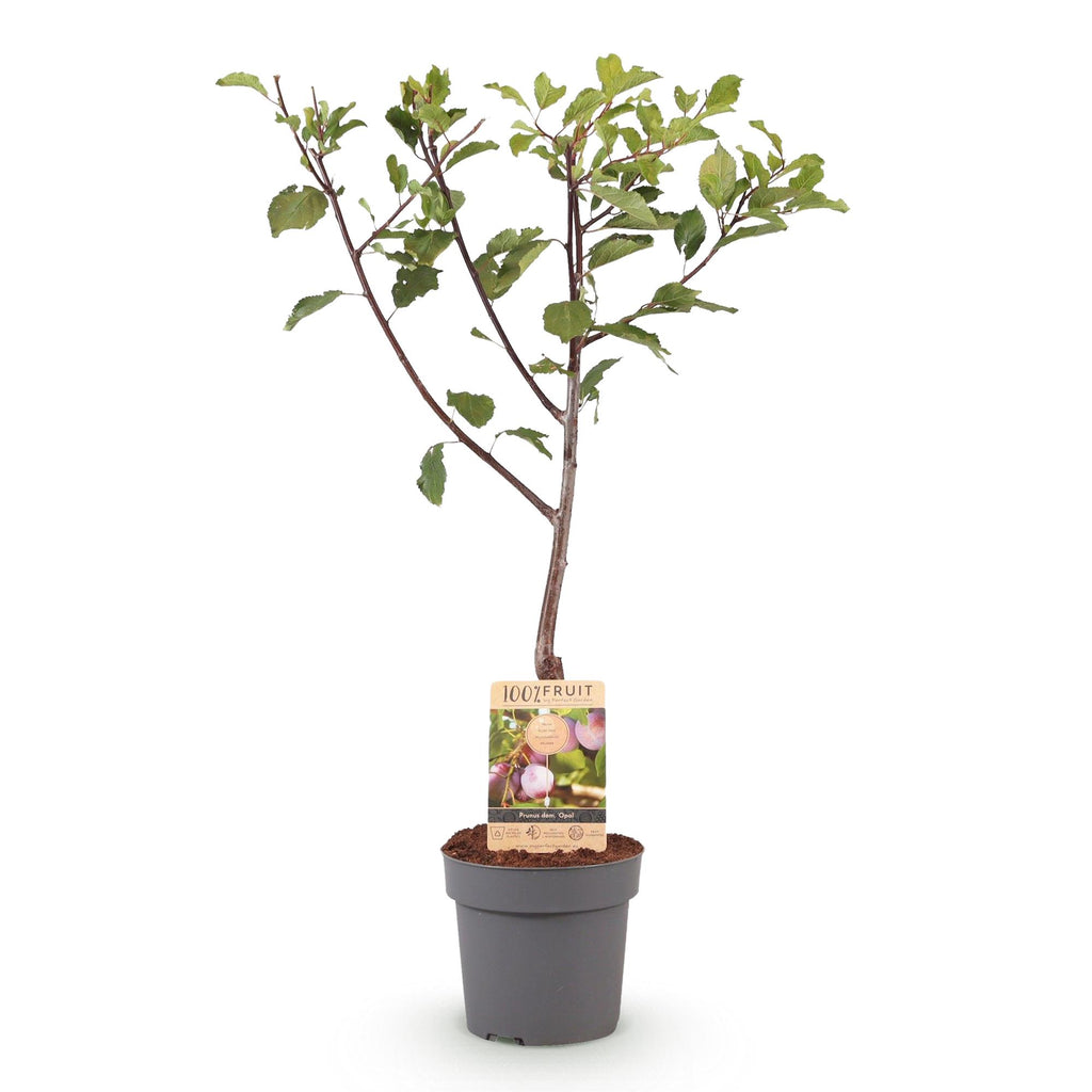 Green boutiQ - Fruitplant - Pruimen boom - Prunus domestica Opal - Geel Rode Vrucht - Pot 21cm Hoogte 90cm