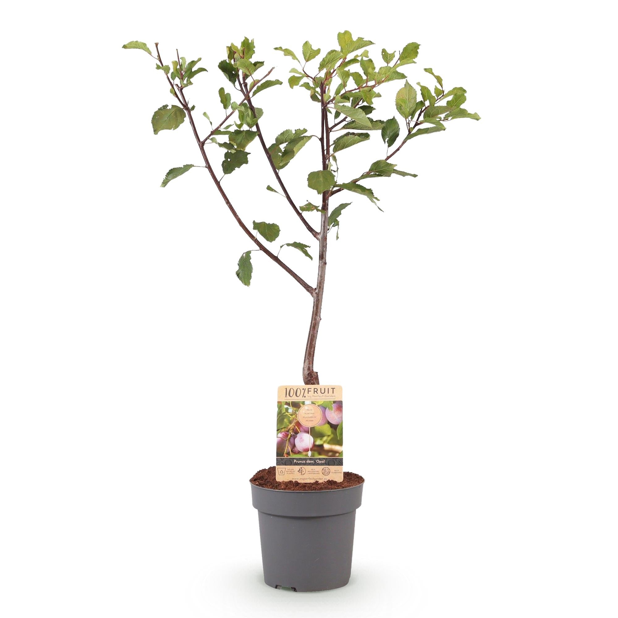 Green boutiQ - Fruitplant - Pruimen boom - Prunus domestica Opal - Geel Rode Vrucht - Pot 21cm Hoogte 90cm