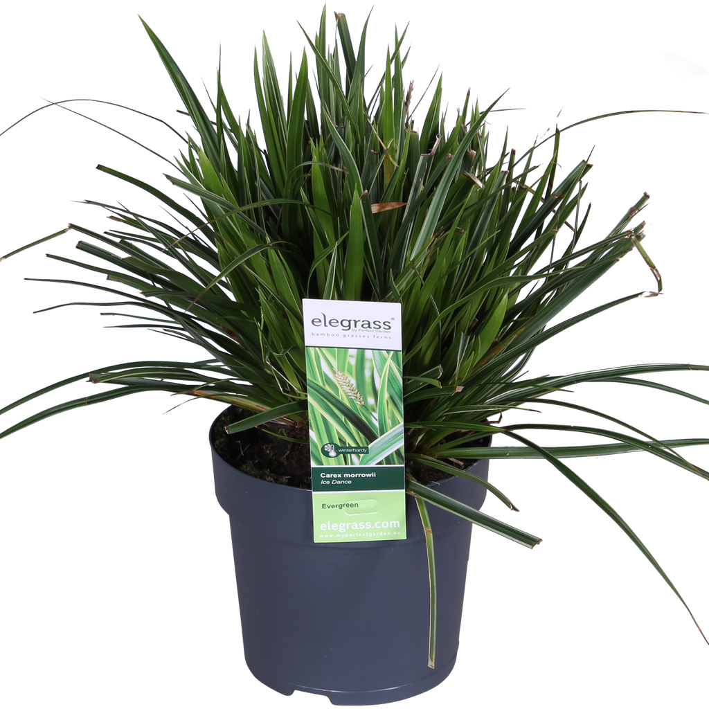 3x - Carex morrowii 'Ice Dance' - ↨30cm - Ø14